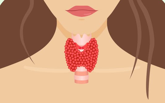 Illustration d'une femme et de sa thyroïde