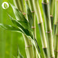 Capsules Peau Cheveux Ongles : Bambou, ortie, acide hyaluronique, vitamine E, biotine, zinc